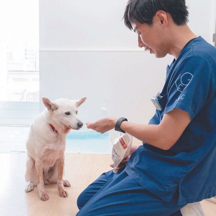 宮古島から来て現在皮膚病を治療中のバニラちゃん(推定8才)