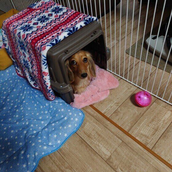 ミニチュア・ダックスフンドのリンちゃんとクレート