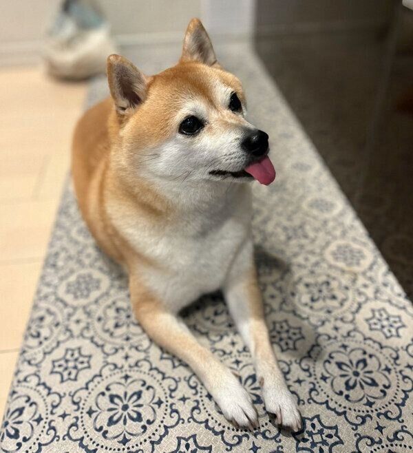 舌をしまい忘れるくるみちゃん