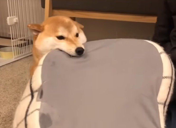 お祝いする柴犬こてつくん