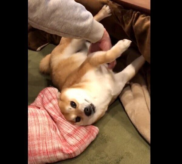 パパさんに甘えるアンチョビくん