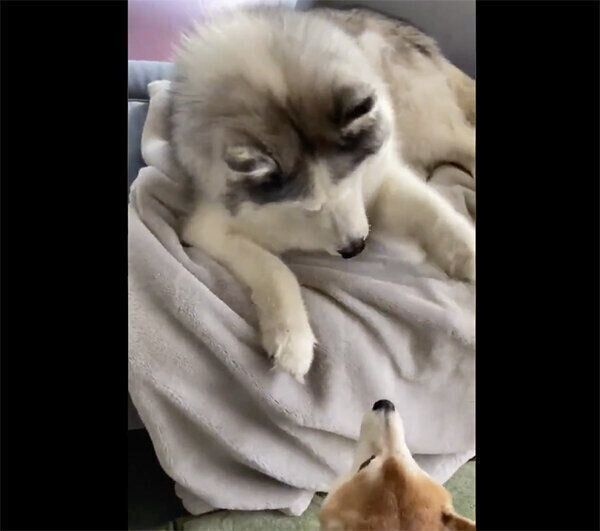 じゃれ合うフィスくんとゆずくん