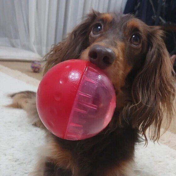 茶子ちゃん（ミニチュア・ダックスフンド）