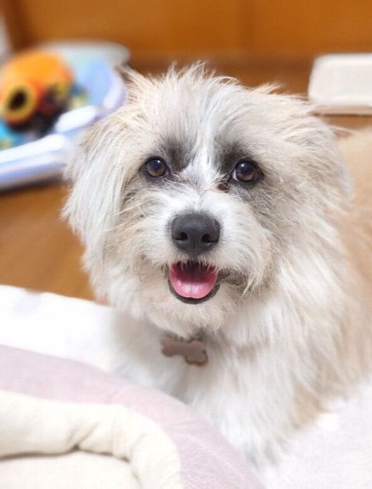 笑顔の表情を見せる犬