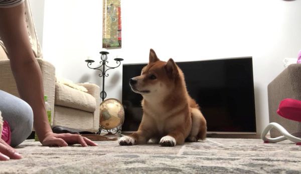こんにちはの練習をする柴犬