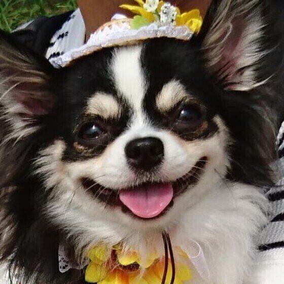 そらくん （チワワ）