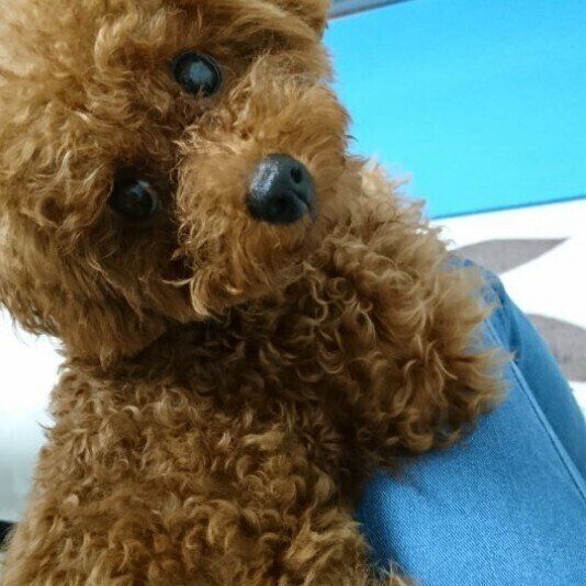 お膝の上で上手にアイコンタクト♪