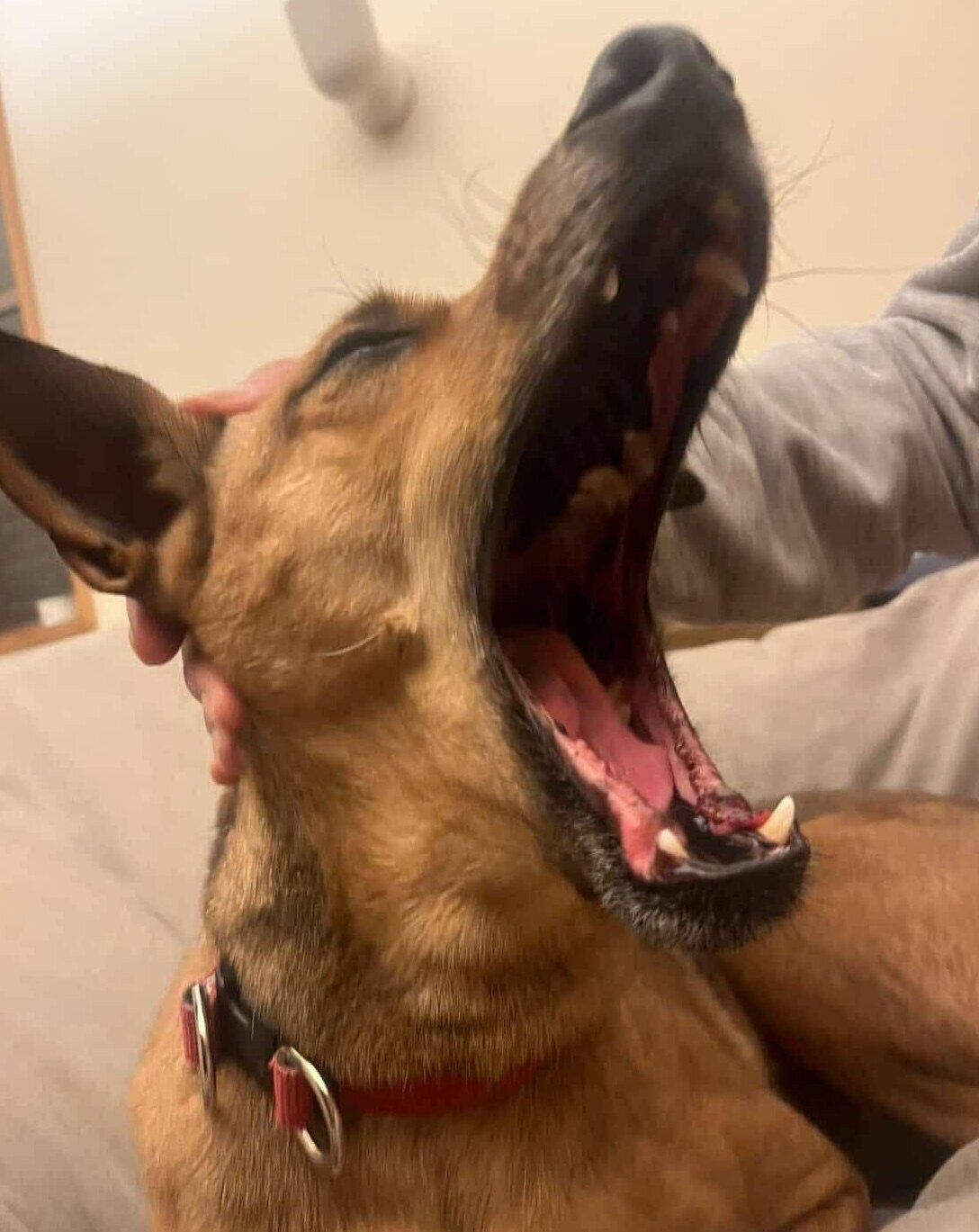 あくびをするハロちゃん