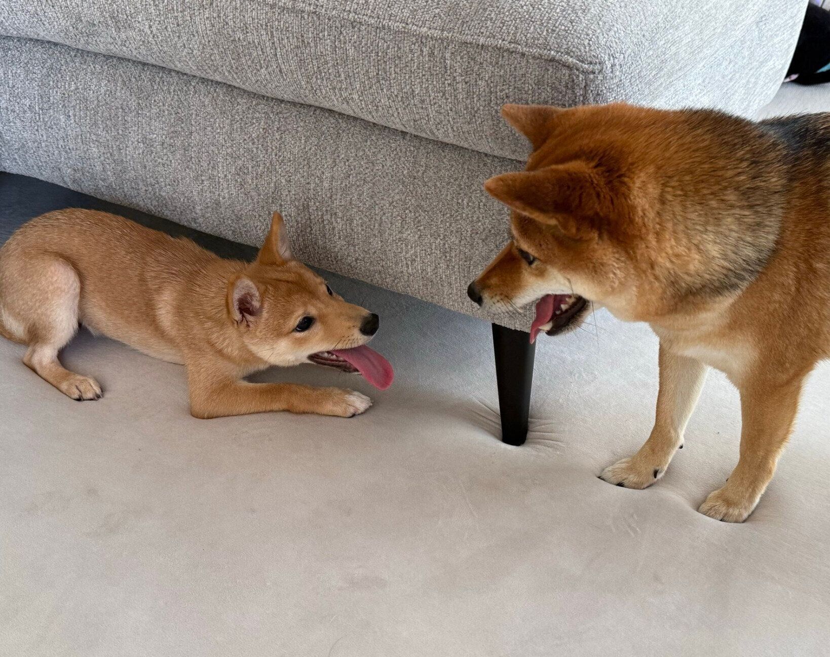 新入り犬・ふうたくんと遊ぶ蘭ちゃん