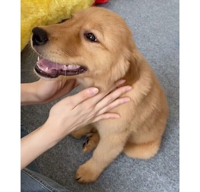 ナデナデしてもらうメイちゃん