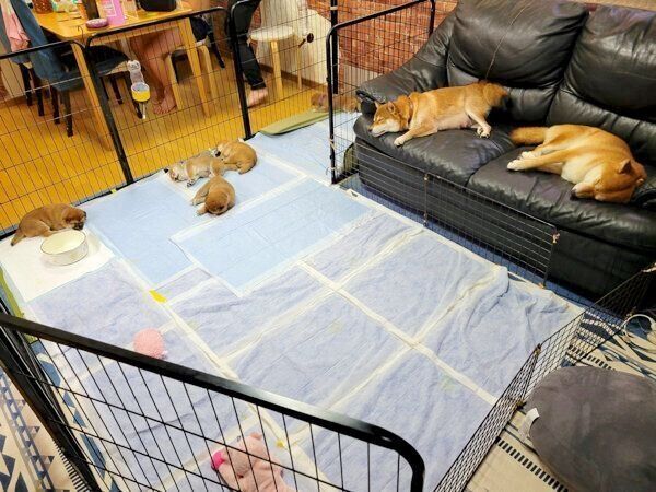 北翔くんと紬ちゃんファミリー