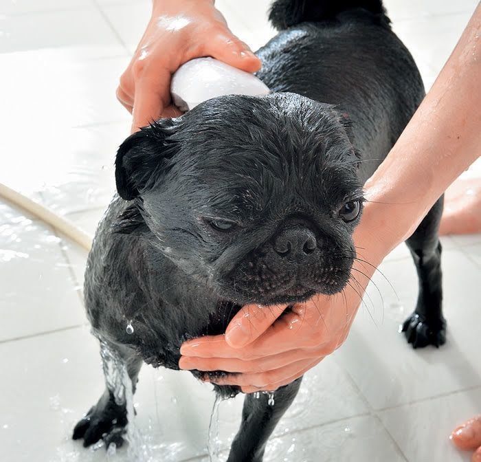 シャワー中の犬