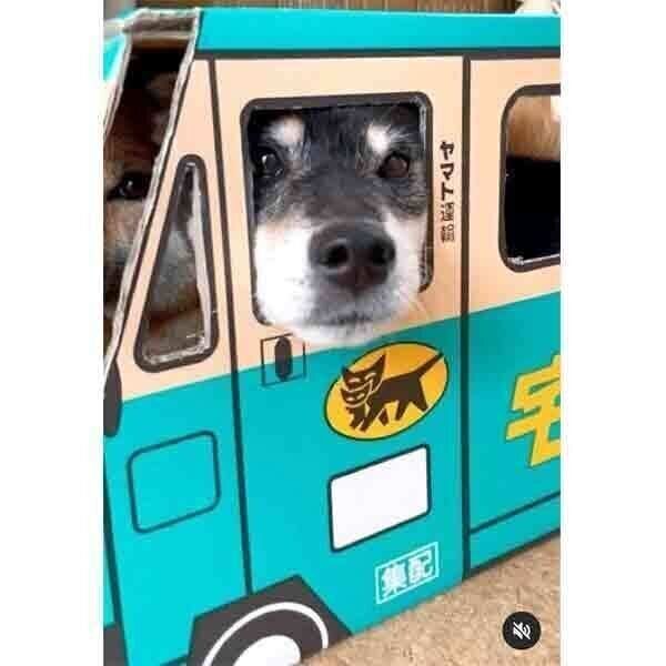 ウォークスルーボックスの中に入るみくちゃん、りなちゃん