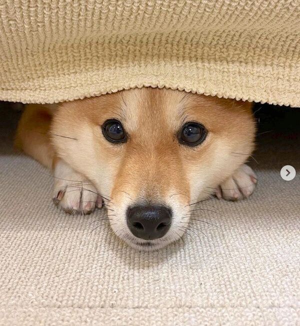 ソファの下に入るはなちゃん