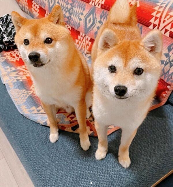 見つめるちくわくん、がんもくん