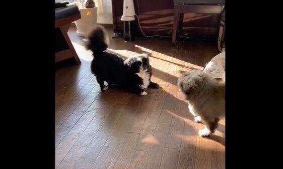 いぬのきもちCHANNEL/いぬねこライター動画部