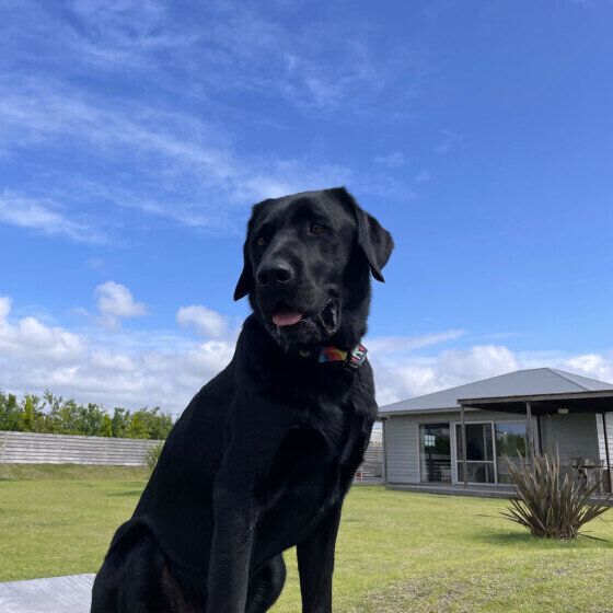 青空とラブラドール・レトリーバー