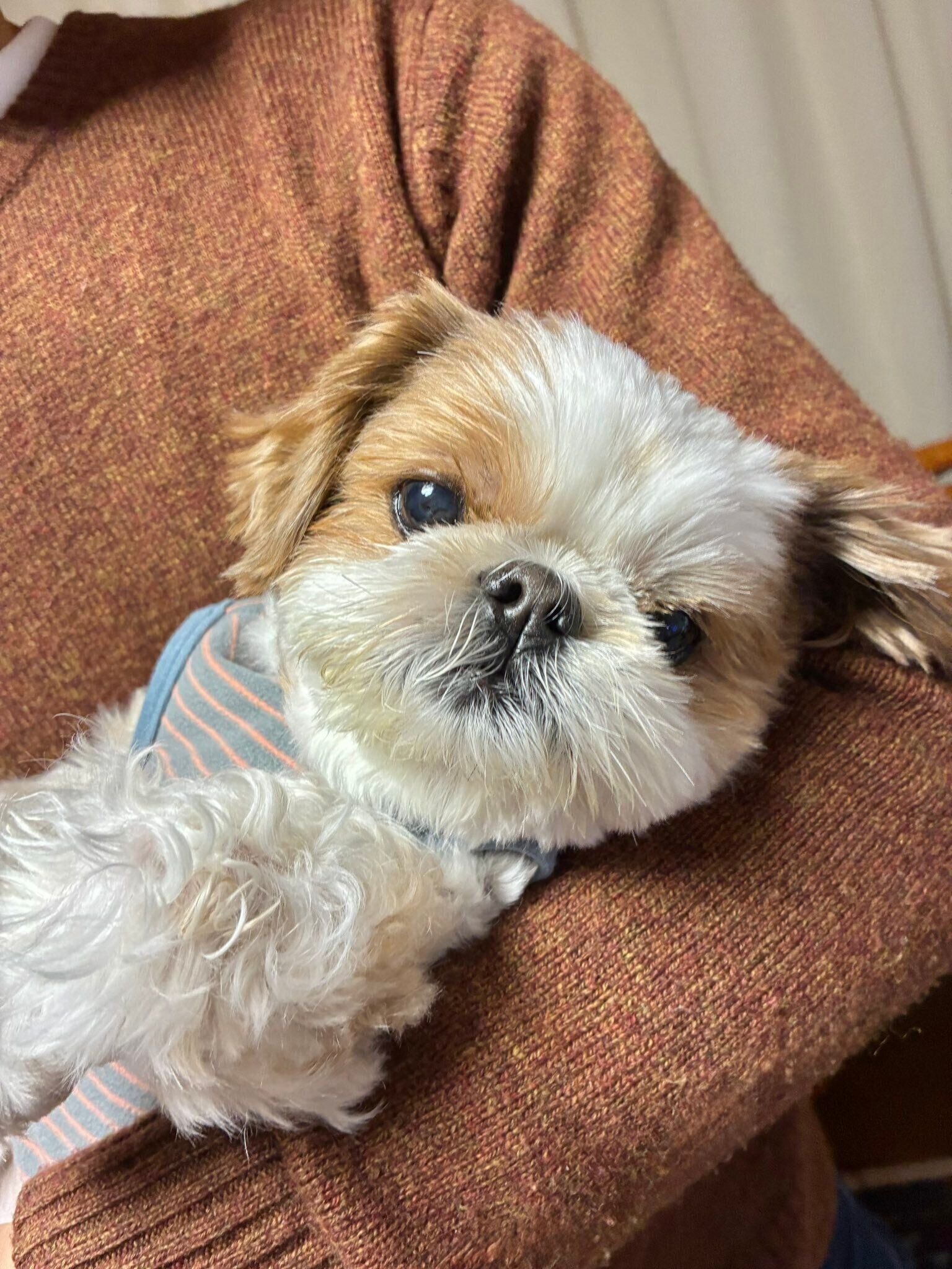 飼い主さんが仕事をしていると抱っこを要求したり、寒いとそばに来たりするというちび太くん