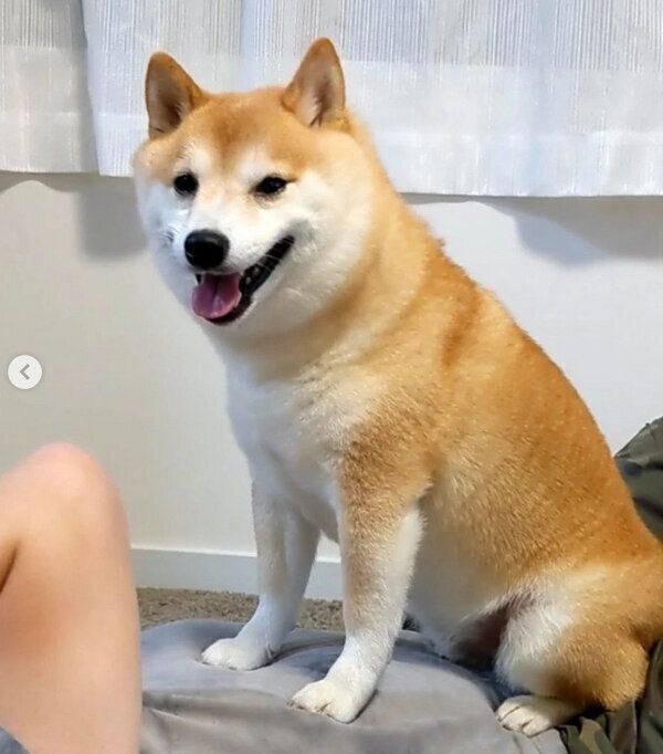 パパさんのお腹の上に乗る福来くん