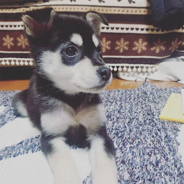 伏せをするまろちゃん