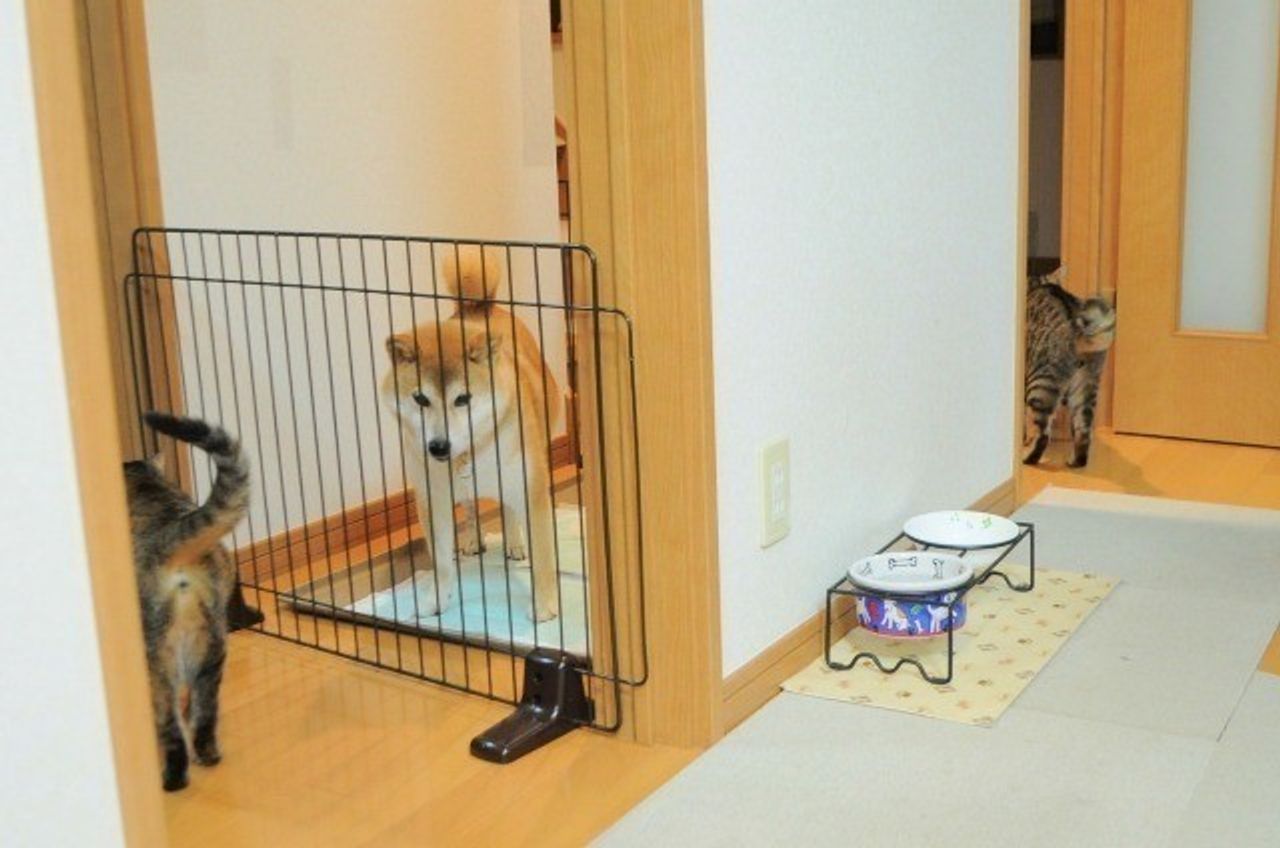 これは見習いたい トイレは絶対 外 派だった柴犬かぼすちゃんが 室内でもok 派になった素晴らしいアイデアとは いぬのきもちweb Magazine これは見習いたい トイレは絶対 外 派だった柴犬かぼすちゃんが 室内でもok 派になった素晴らしいアイデアとは いぬのきもちweb Magazine