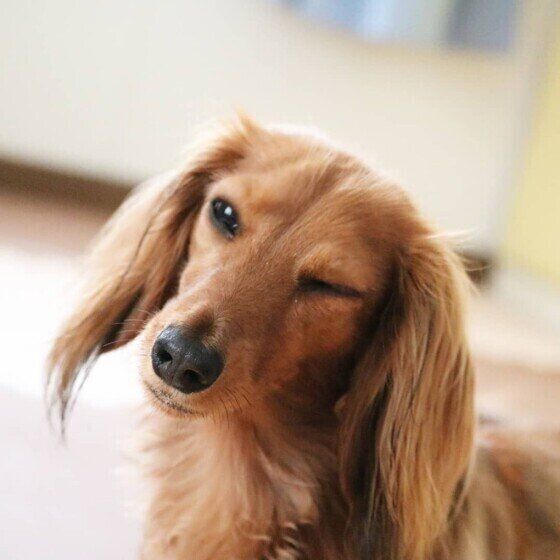 ミニチュア・ダックスフンドのユリアちゃんのまばたき