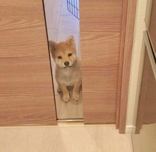 お座りするぽん太くん