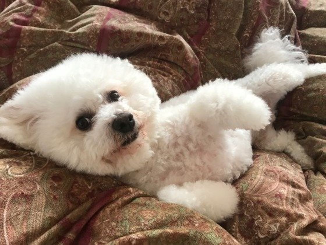 散歩はそんなに好きじゃない インドア犬 たちの生態とは いぬのきもちweb Magazine 散歩はそんなに好きじゃない インドア犬 たちの生態とは いぬのきもちweb Magazine