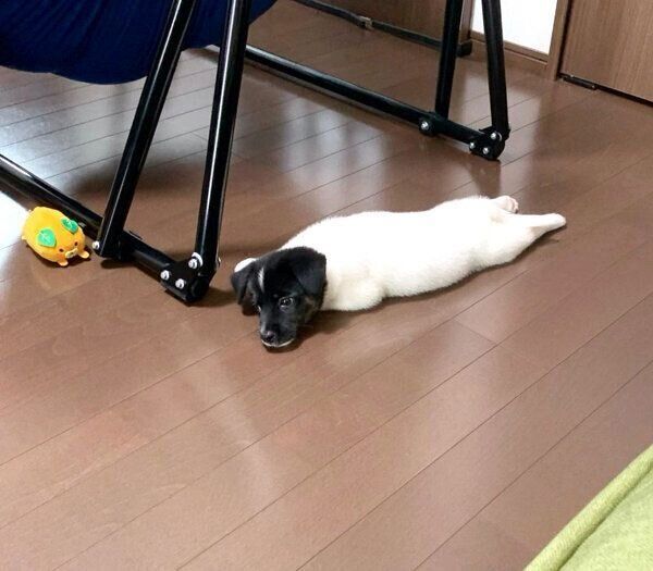 伸びるメロウくん