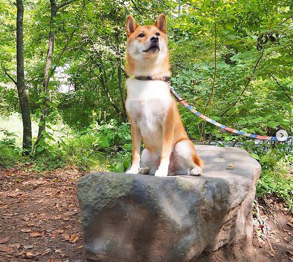 お散歩する柴犬