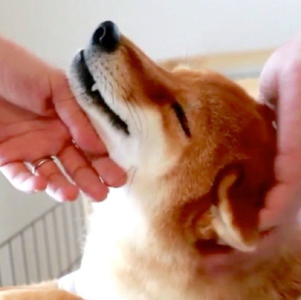 撫でられるのが好きな柴犬