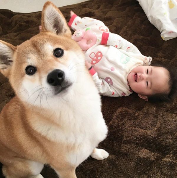 妹の面倒を見る柴犬