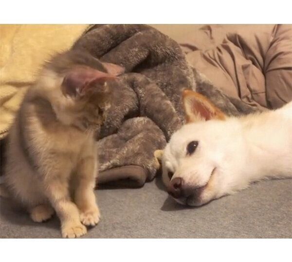 眠たい麦くんと、遊びたいラテちゃん