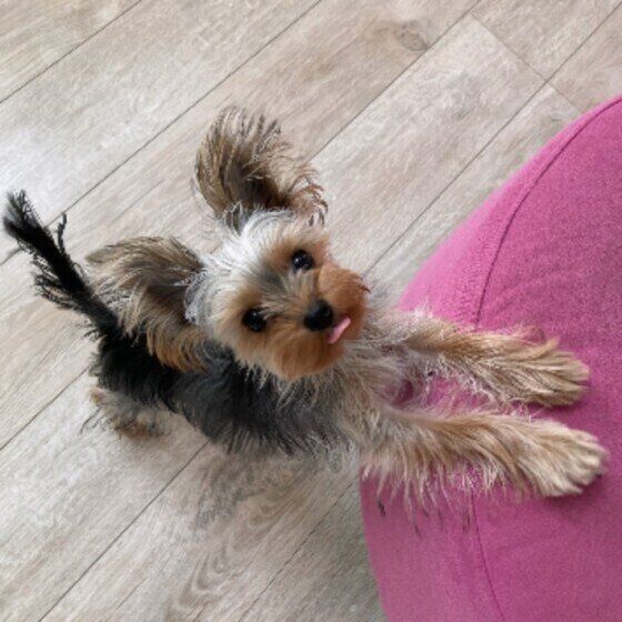 ヨークシャー・テリアのコハクちゃん