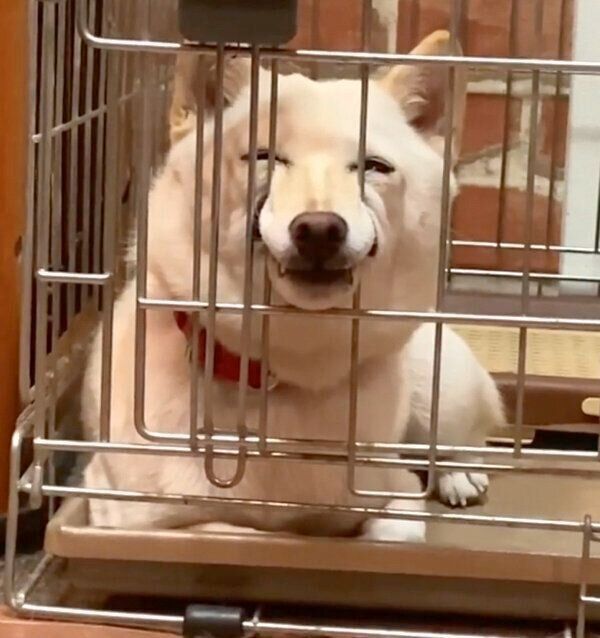 クセがスゴい表情をするモチ代さん