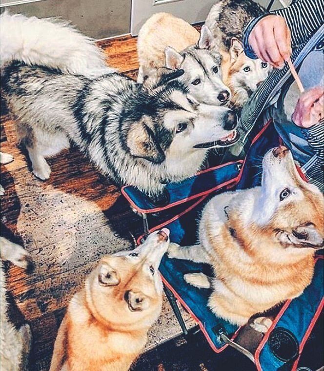 8頭集まるとガレージはギュウギュウに！