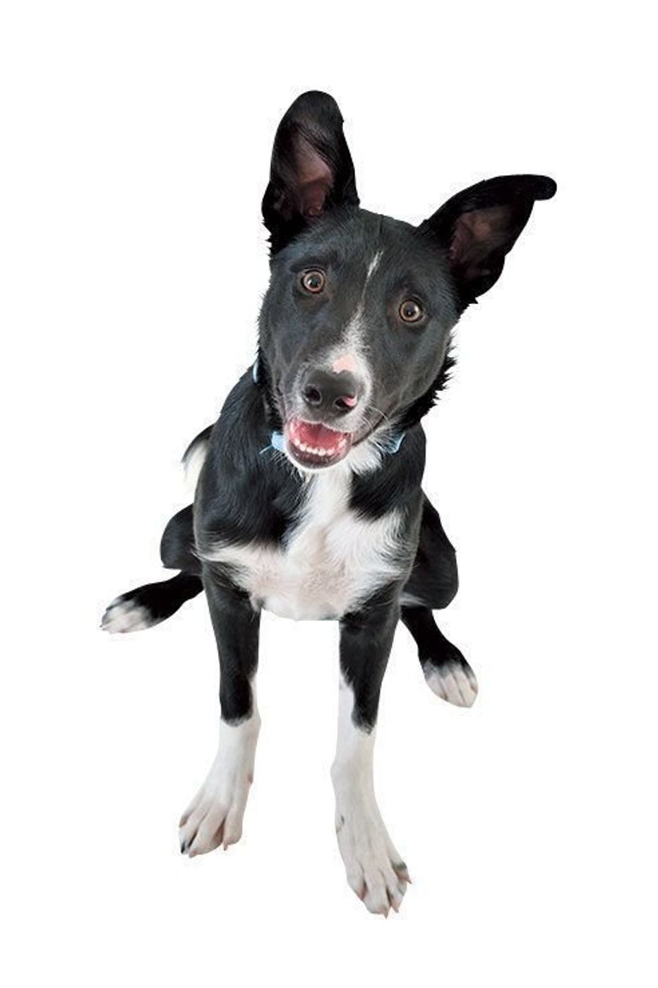 本能が刺激される 走るのが好きな犬種3選 いぬのきもちweb Magazine 本能が刺激される 走るのが好きな犬種3選 いぬのきもちweb Magazine