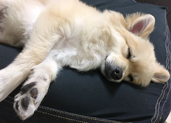 眠るチワワ