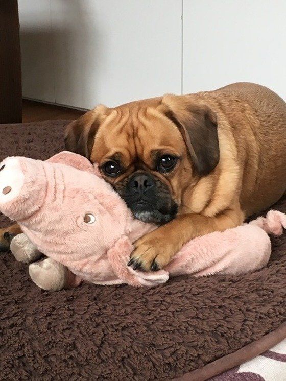 ミックス犬中型