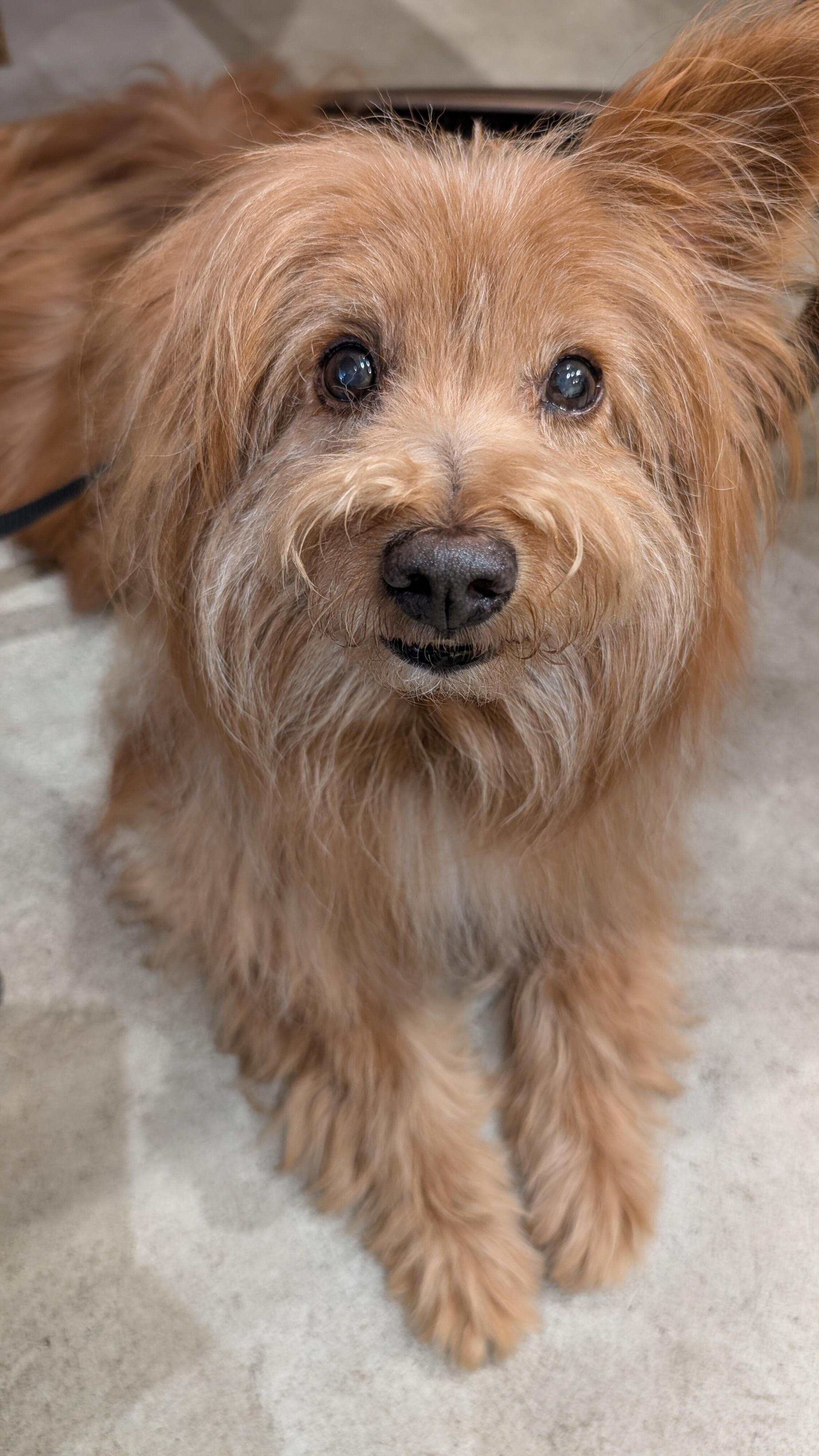 きょとんとした顔の犬の写真