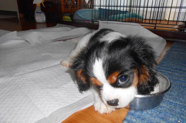 見つめるキャバリア