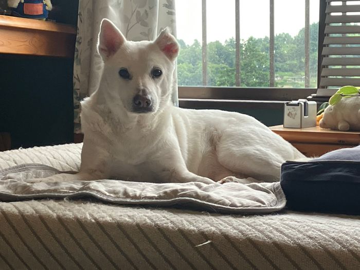 優しい目付きでこちらを見る犬