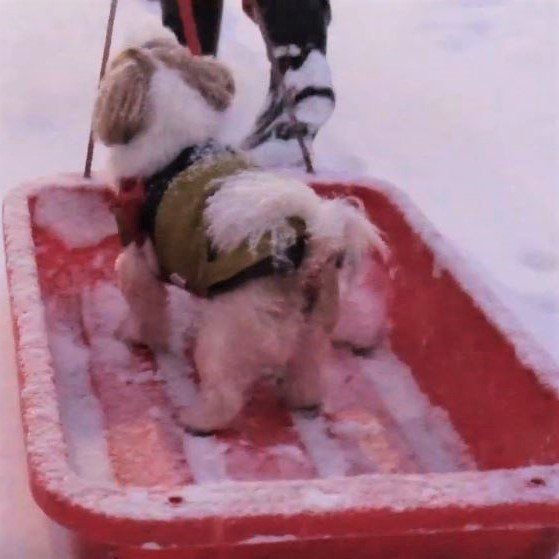 そりに乗るシー・ズー