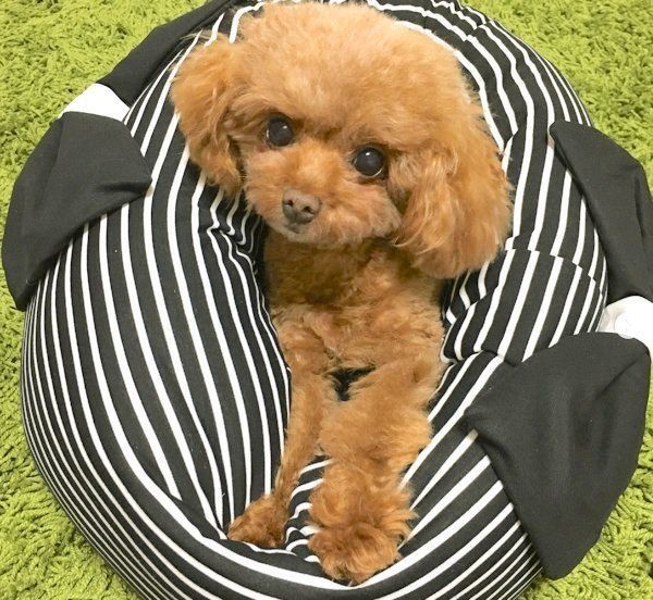 元繁殖犬・トイ・プードルのニコちゃん