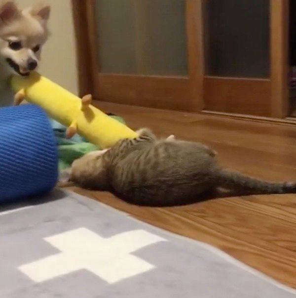 ポメラニアンと猫