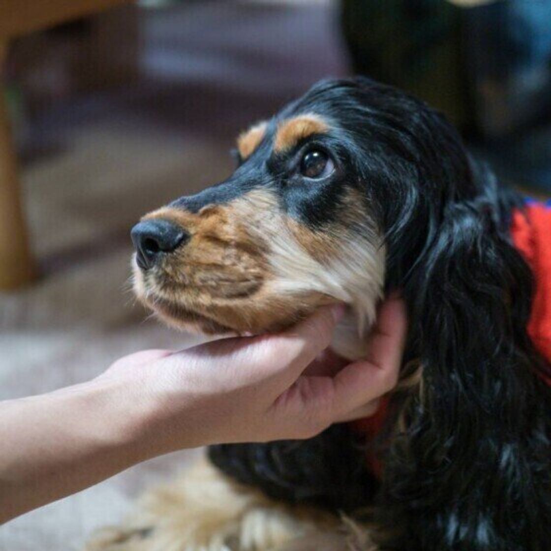 イングリッシュ コッカー スパニエルの特徴 性格 最新価格と飼い方 いぬのきもち 犬図鑑 いぬのきもちweb Magazine イングリッシュ コッカー スパニエルの特徴 性格 最新価格と飼い方 いぬのきもち 犬図鑑 いぬのきもちweb Magazine