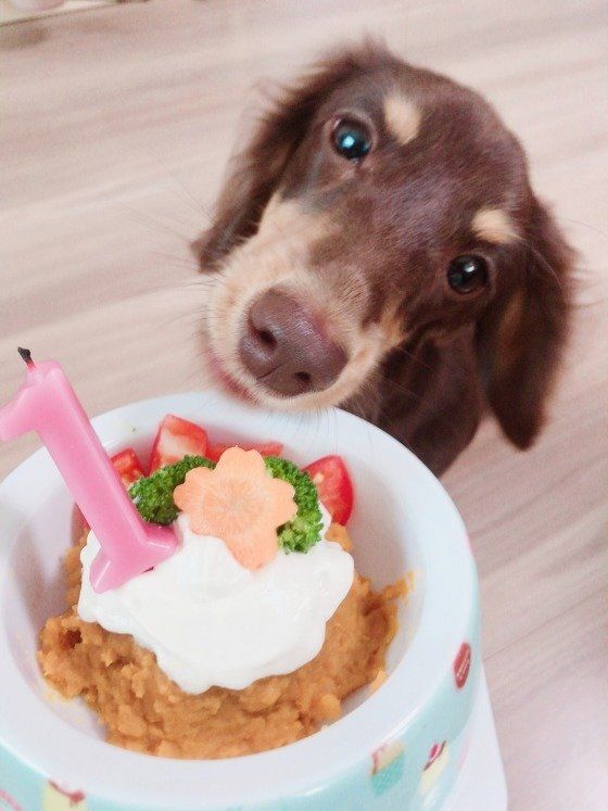 ミニチュア・ダックスフンド１才バースデー
