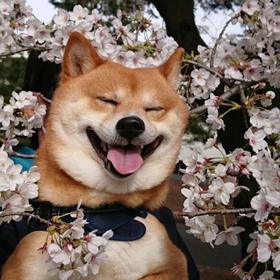 柴の五右衛門くん