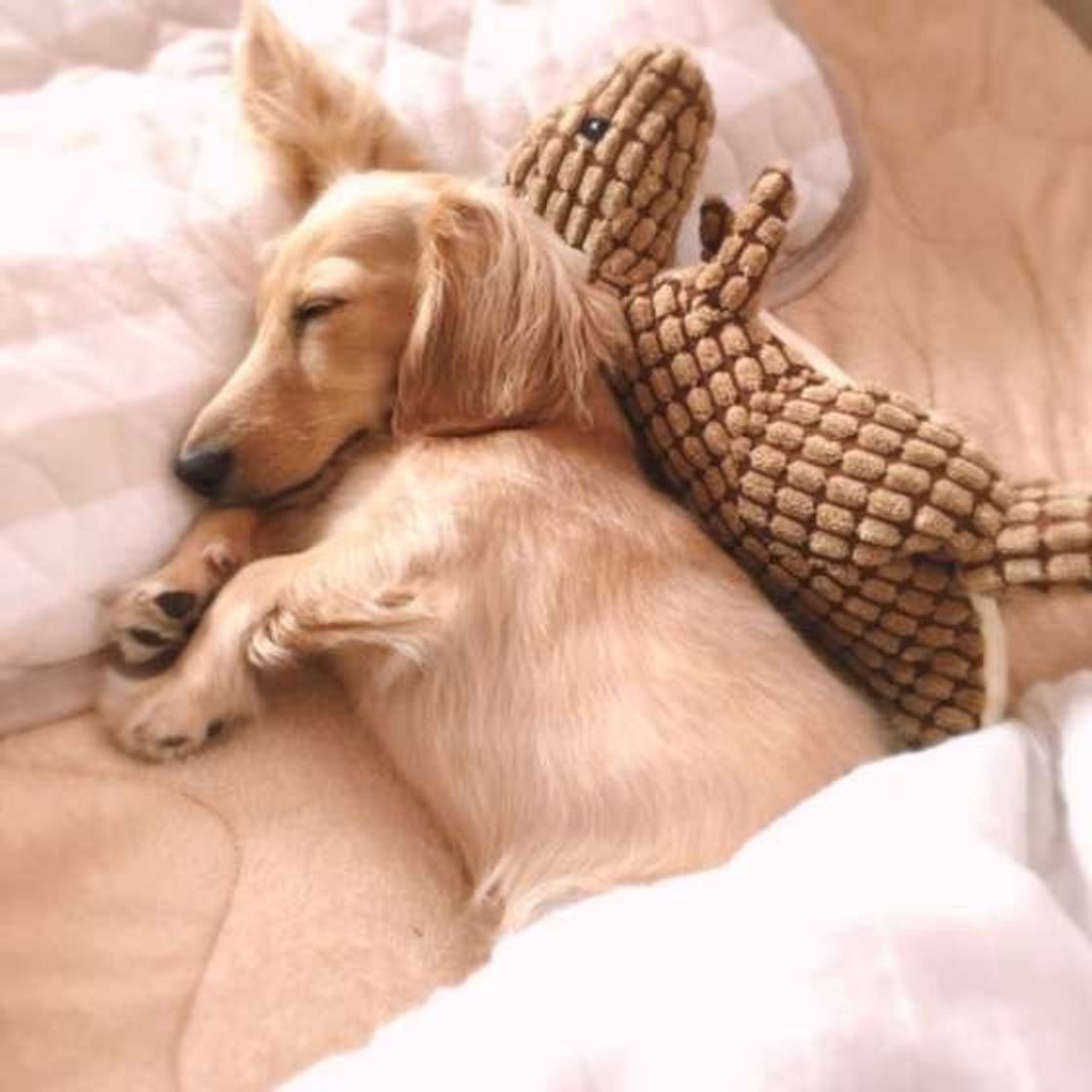 添い寝犬 最高 飼い主さんに寄り添いたいときの本音にキュン いぬのきもちweb Magazine 添い寝犬 最高 飼い主さんに寄り添いたいときの本音にキュン いぬのきもちweb Magazine