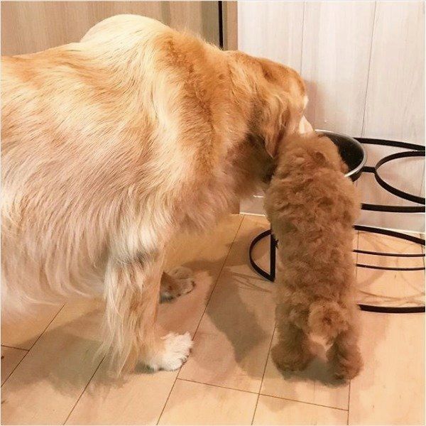 ゴールデン・レトリーバーとトイ・プードル